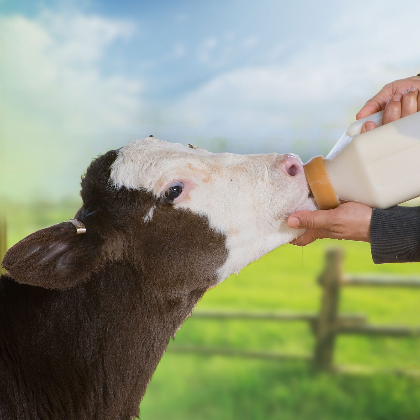 Milk replacers for calves