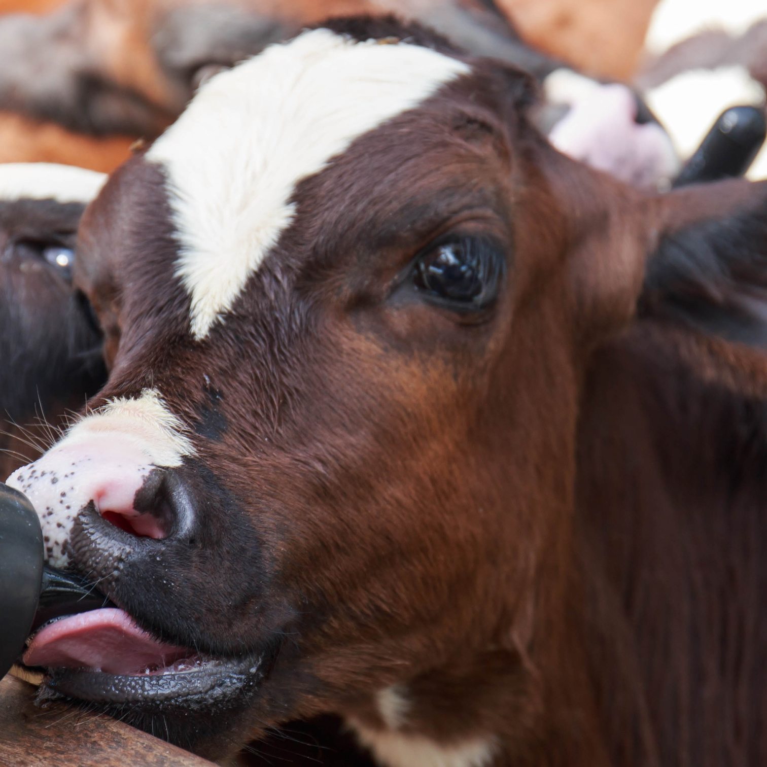 WHEN IT’S TOO COLD FOR THE CALVES IN WINTER… THESE ARE THE NUMBERS THAT YOU NEED TO KNOW
