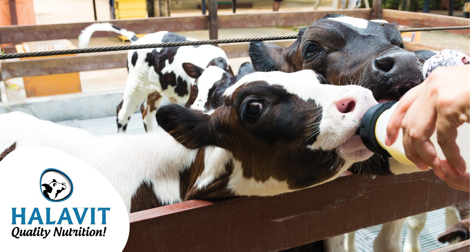 HOW MUCH MILK REPLACERS CALVES NEED? NEW STUDIES BRING INTERESTING ...